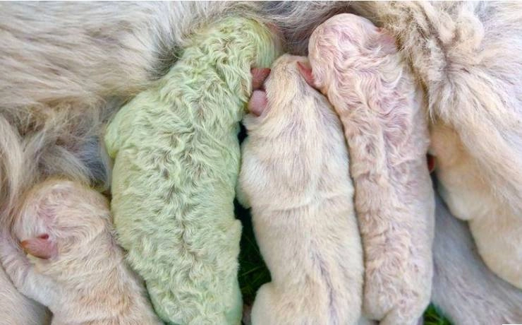 सार्दिनिया में हरे फर के साथ जन्मा अनोखा कुत्ते का पिल्ला - Puppy with green fur born in Sardinia