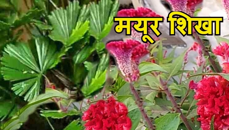 mayur shikha plant