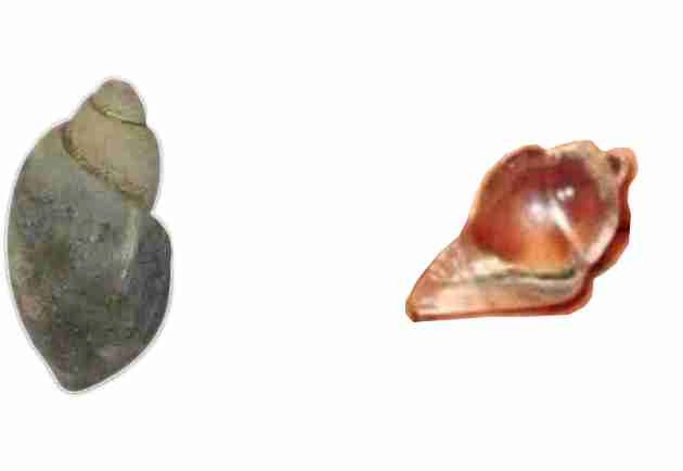 Benefits of Conch | हीरा, मणि पुष्पक और सुघोषमणि शंख के फायदे