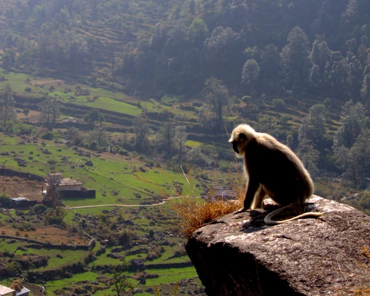 हिमालय के आंगन में लंगूर का हक़ - Langur in Himalaya