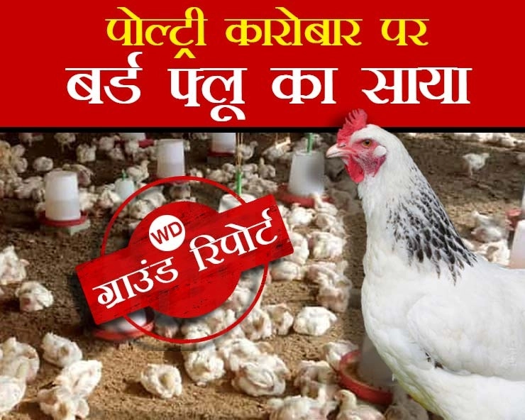 पोल्ट्री कारोबार पर बर्ड फ्लू की मार,मुर्गों के थोक कारोबार में 50 फीसदी तक गिरे दाम - Bird flu panic in Madhya Pradesh, poultry prices fell by 50% in wholesale trade