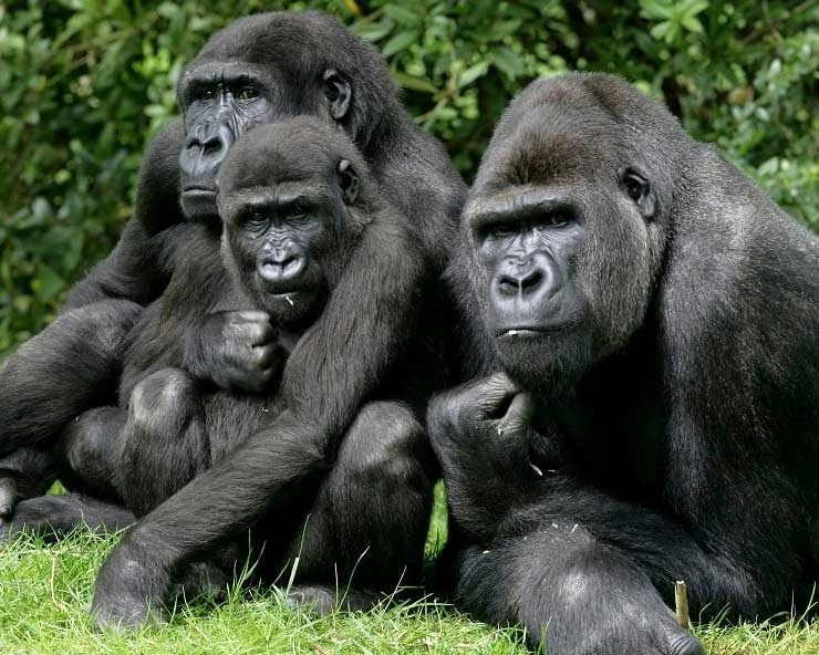बड़ी खबर, अमेरिका में 2 गोरिल्ला भी मिले कोरोना पॉजिटिव - two gorillas at San Diego Zoo tested positive for Covid-19