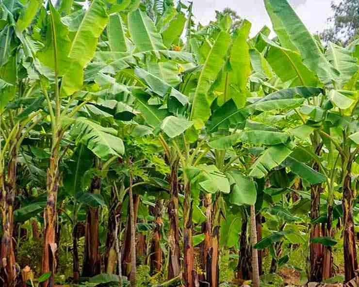 banana tree benefits