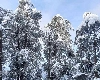 Weather Updates: गुलमर्ग में 13 इंच बर्फबारी, कई स्थानों पर बारिश, फिर बढ़ेगी ठंड