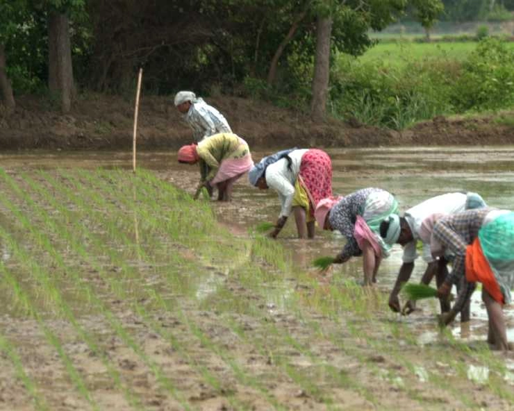 दक्षिण के किसान ने तोड़ा मिथ, कम पानी में उगा रहा है धान... - Farmer Ravichandran Vanchinathan using method called SRI for rice crop