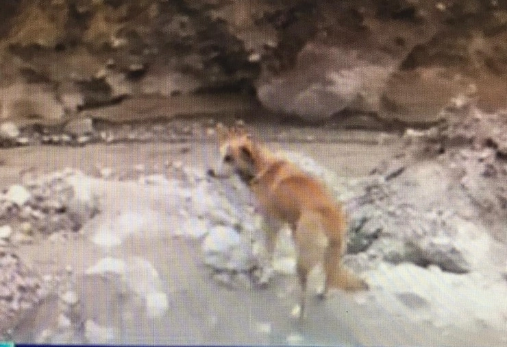 Chamoli flood glacier disaster : एक कुत्ता सुरंग के बाहर कई दिनों से कर रहा अपने मालिक की तलाश!