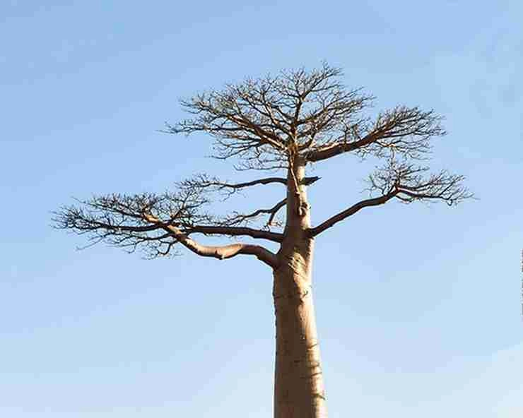 Baobab Tree | 17 हजार 348 लीटर पानी स्टोरेज कर लेता है बाओबाब पेड़