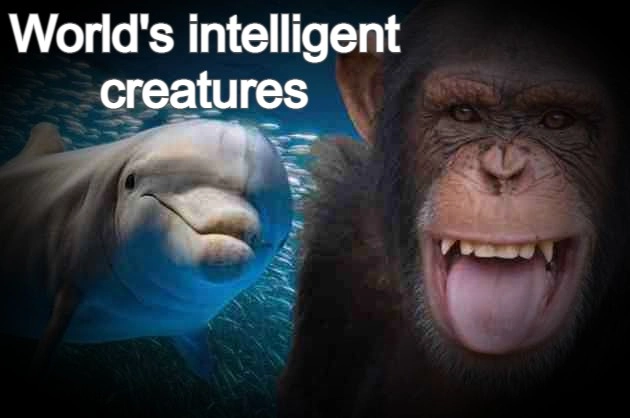 मानव से भी ज्यादा इंटेलिजेंट हैं ये जीव, कई भाषाएं एक साथ सीखने में सक्षम - World's intelligent creatures