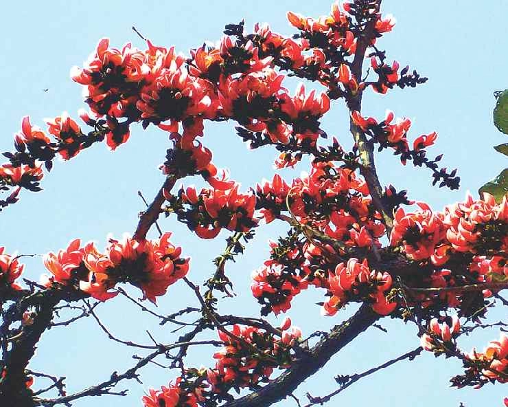 होली की कविता : फागुन में बिखेरे टेसू ने रंग - Poem Tesu Flower n Holi