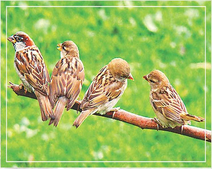 World sparrow day: फुदकते हुए आंगन में लौट आओ गौरेया - World sparrow day