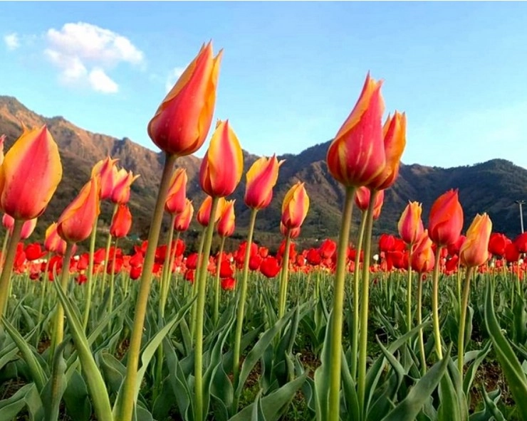 Coronavirus के बीच कश्मीर में 2 साल बाद खुला ट्यूलिप गार्डन - Tulip garden opened after 2 years in Kashmir