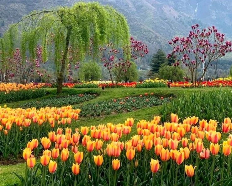Tulip Garden Kashmir: 5 दिनों में 51 हजार ने देखा टयूलिप गार्डन, छात्रों को मिली 20 परसेंट की छूट - 51 thousand people saw tulip garden in 5 days