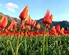 कश्मीर में भीषण गर्मी की चेतावनी, क्या होगा 16 लाख ट्यूलिप फूलों पर असर...
