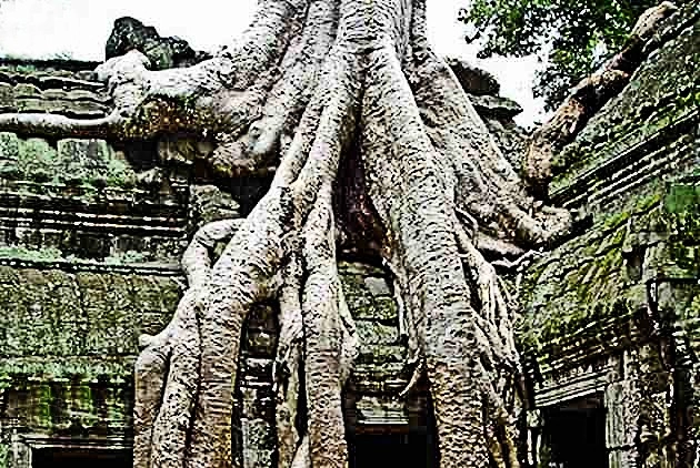Ta Prohm Tree | कंबोडिया का ता फ्रोम ट्री है विश्व का अजूबा