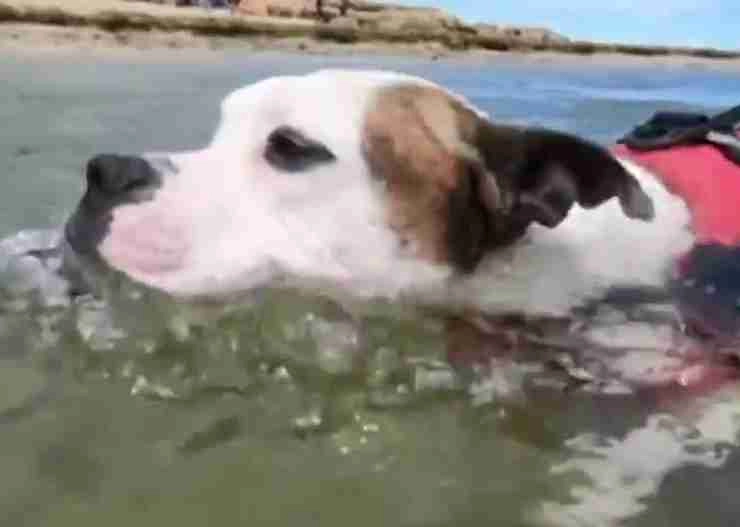 समुद्र में डूब रहे लड़के को बुलडॉग ने बचाया, जिसने भी देखा वह हैरान रह गया - Bulldog rescued a boy drowning in the sea