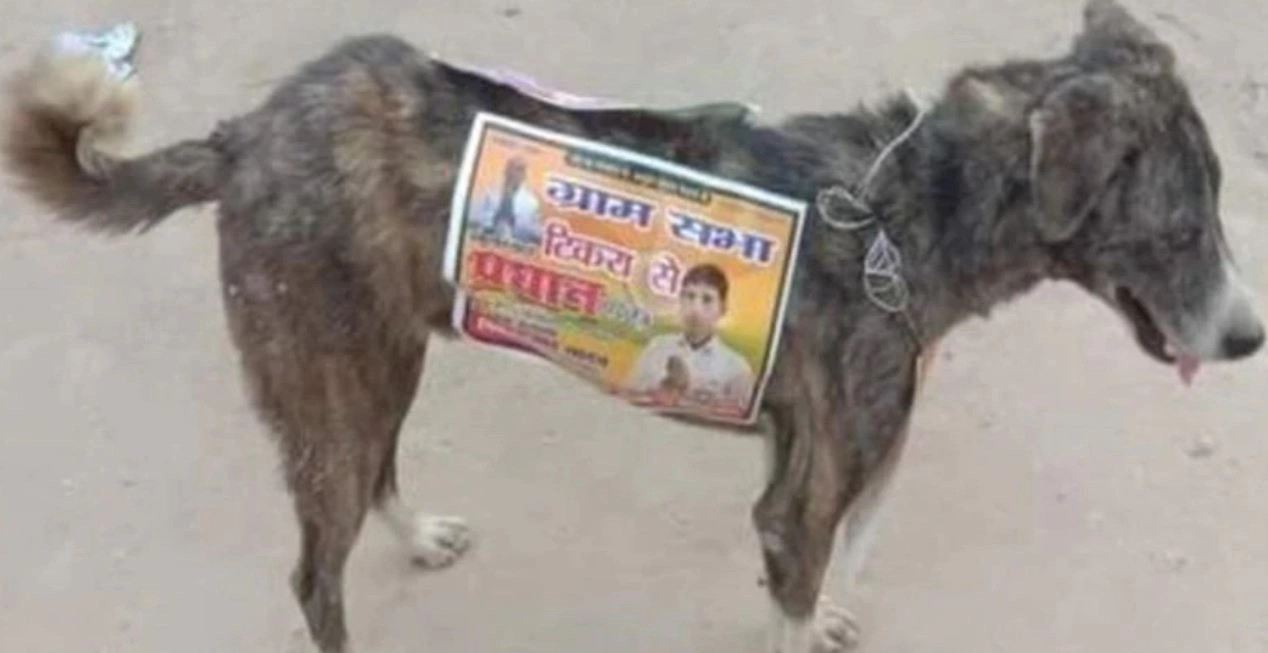 Indian Politics: नेताजी ने लिया कुत्‍तों का सहारा, पुलिस ने रसगुल्लों को किया जब्त! - dogs for campaign Indian politics