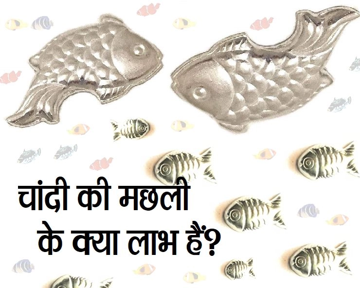 चांदी की मछली घर में रखने से टल जाते हैं संकट, हमीरपुर जिले की चांदी की मछली है मशहूर - silver fish super fish