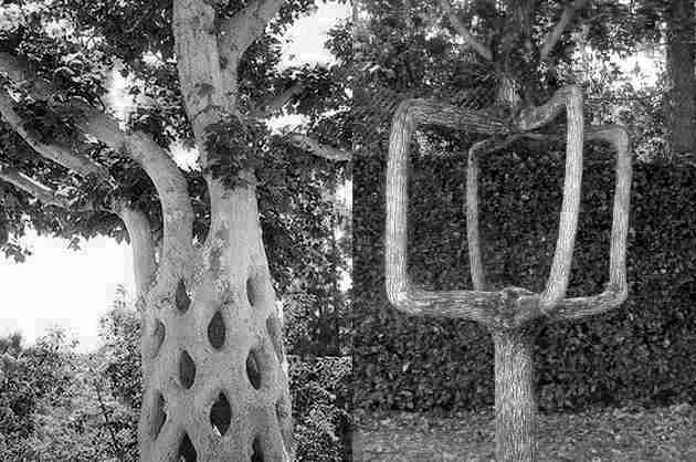 Axel Erlandson Circus Trees । अपने अजीब आकारों के लिए प्रसिद्ध एक्सेल एर्लेंद्सन ट्री - Axel Erlandson Circus Trees