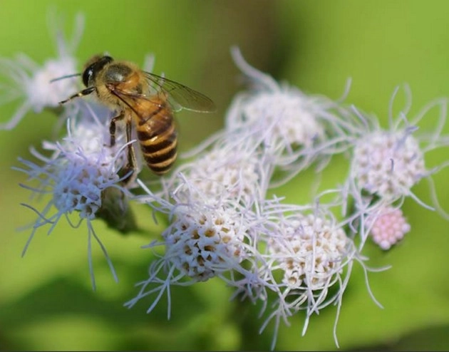 क्या हुआ जो मधुमक्खियां मर रही हैं