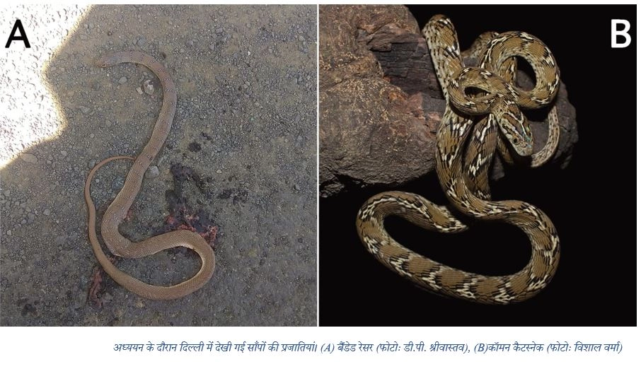 दिल्ली में मिली सांपों की आठ प्रजातियां, अब 23 हुई संख्‍या