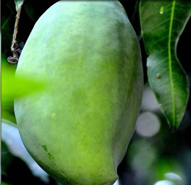 1000 रुपए का एक आम, पेड़ पर ही हो जाती है बुकिंग - Noorjahan mangoes in Madhya Pradesh fetching rate up to Rs 1,000 apiece