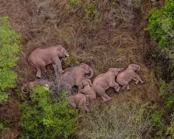 15 महीने में 500 किलोमीटर चले हाथी, फिर थक कर सो गए... - china wandering elephants spotted taking a nap in a forest