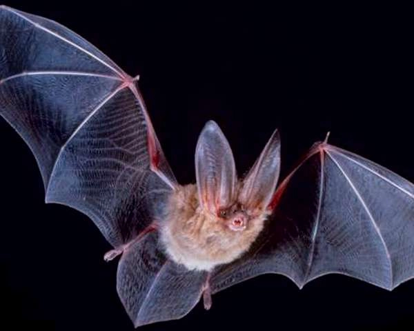 चमगादड़ में मिला कोरोना जैसा खतरनाक वायरस, मानव जाति पर फिर मंडराया खतरा - Dangerous virus like corona found in bats