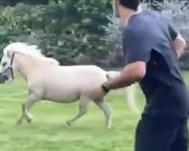 धोनी ने घोड़े के साथ लगा दी रेस, सोशल मीडिया पर वायरल हुआ वीडियो - Dhoni race with horse viral on social media