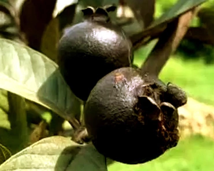 उम्र लंबी करता है काला अमरूद, जानिए क्यों कहते हैं इसे 'काला बादशाह' - Bihar Black Guava