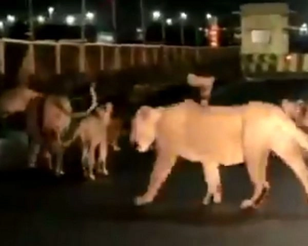 गुजरात में हाईवे पर दिखाई दिए 5 शेर, वीडियो हुआ वायरल - five lions were seen walking together on Highway in Gujrat