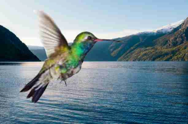 5 जनवरी आज विश्व पंछी दिवस : रंगबिरंगे पक्षियों को देख कर फुर्र से उड़ जाता है तनाव