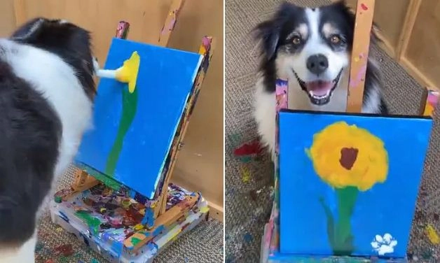 कुत्‍ता बन गया ‘कलाकार’, ब्रश लेकर ऐसी पेंटिंग बनाई कि सब हो गए फि‍दा! - The dog became an 'artist',