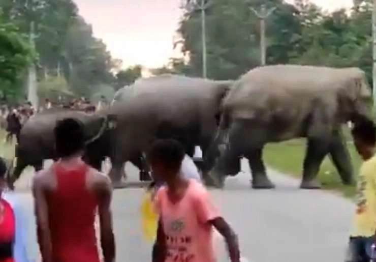 Video : हाथी को उकसाना पड़ा महंगा, युवक को पैरों तले रौंदा