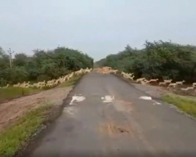 गुजरात के भावनगर सड़क पार कर रहे थे हजारों हिरण, सोशल मीडिया पर वायरल हुआ वीडियो - video of thousands deer crossing road gets viral