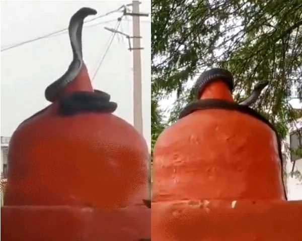 शिव मंदिर के शिखर पर लिपटा काले रंग का नाग, सोशल मीडिया पर वायरल हुआ वीडियो