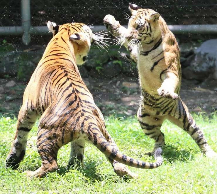 बाघों के बीच जबर्दस्त लड़ाई, सोशल मीडिया पर वायरल हुआ वीडियो
