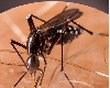 झारखंड में डेंगू के 39 और चिकनगुनिया के 5 नए मामले