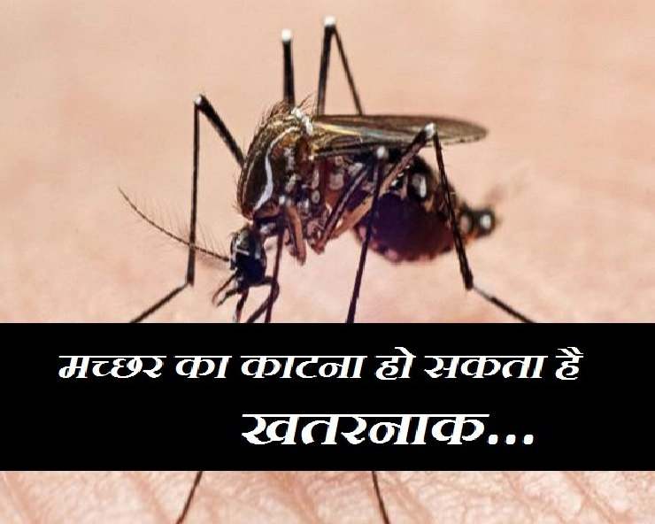 20 अगस्त : जानिए कैसे हुई विश्व मच्छर दिवस मनाने की शुरुआत - World Mosquito Day