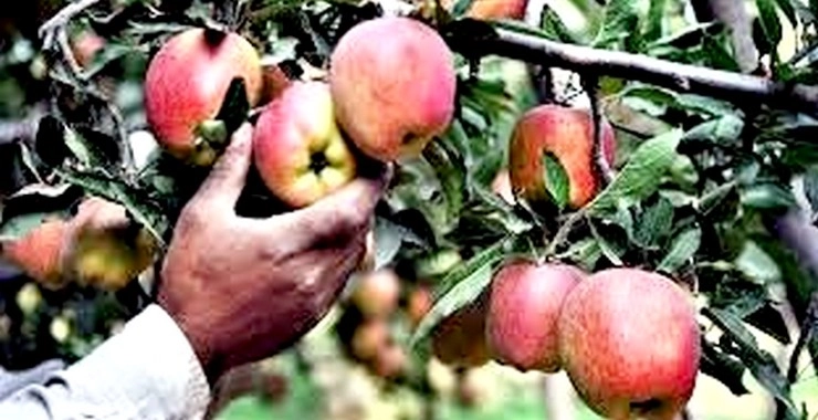 कोरडवाहू जमिनीत करून दाखवली सफरचंदाची यशस्वी शेती