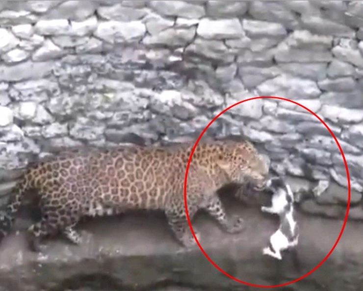 जब बिल्ली के सामने आया तेंदुआ, देखिए वीडियो में आखिर फिर हुआ क्या... - When the leopard came in front of the cat