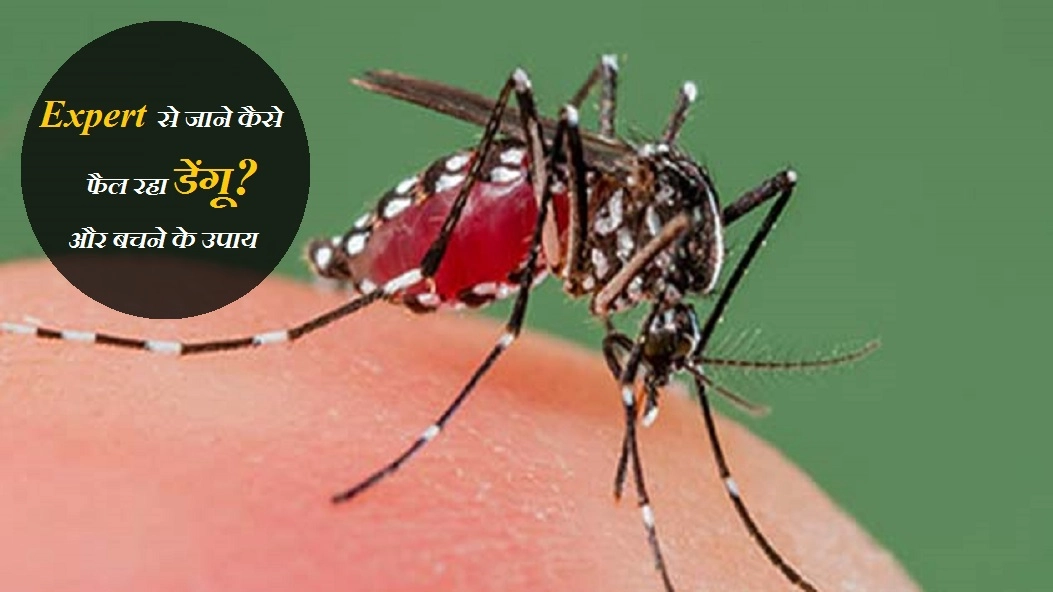 Expert Advice : जानिए डेंगू के लक्षण, उपचार और बचने के उपाय