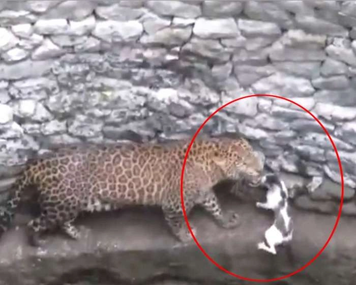 भाग बिल्ली तेंदुआ आया, अरे! यह तो तेंदुए के सामने तनकर खड़ी हो गई... - leopard came in front of the cat in Nasik