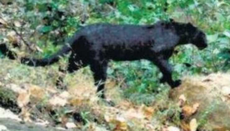 क्या है ओडिशा के काले बाघों का रहस्य, वैज्ञानिकों ने किया सुलझाने का दावा किया | black tige