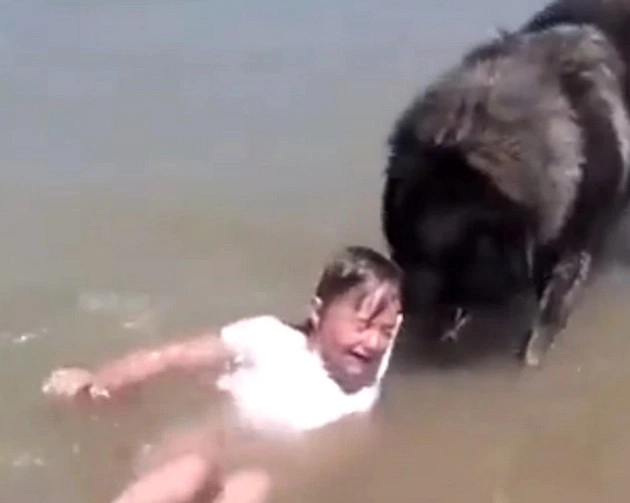 समुद्र में डूब रही थी बच्ची, कुत्ते ने बचाई जान, वायरल हुआ वफादारी का वीडियो - Nanny dog save girl from water