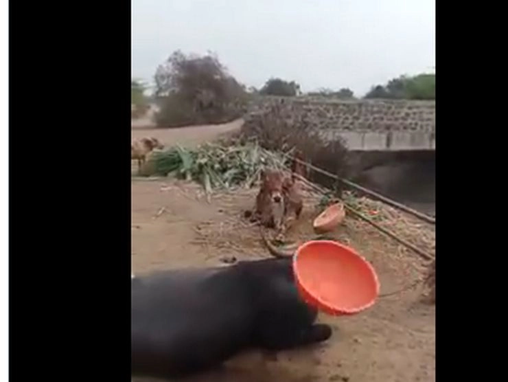 हैरान कर देगा आपको भैंस का स्टंट, देखें वीडियो - Buffalo stunts on social media