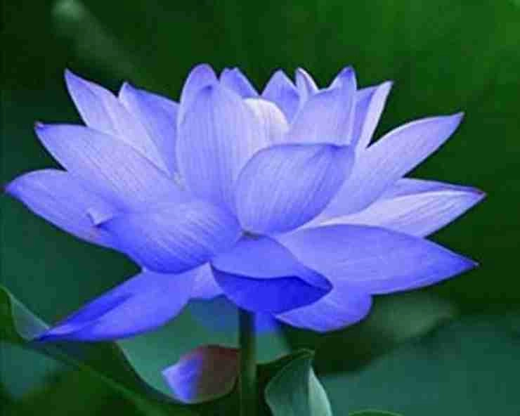 उत्तराखंड के केदारनाथ में हुआ चमत्कार, सालों बाद खिला दुर्लभ नीलकमल, जानिए इस फूल की खासियत - Neelkamal in Vasuki Tal Kedarnath Uttarakhand