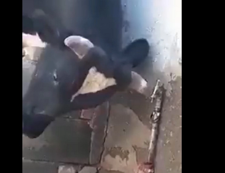 गाय के नल से पानी पीने के अंदाज से यूजर्स हुए हैरान - cow social media viral video