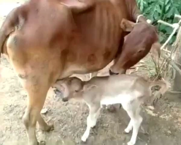 नवरात्रि में दोमुंह वाले विचित्र बछड़े का जन्म, 'अवतार' मान पूजा भी शुरू हो गई... - Cow gives birth to a calf with 2 mouth and 3 eyes in Odisha