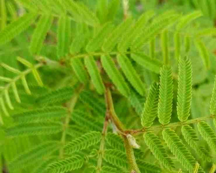 1634134293 7135 दशहरा पर शमी के पेड़ की पूजा करने से होंगे ये 5 चमत्कारिक लाभ