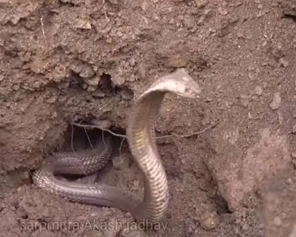 कोबरा ने बुजुर्ग को काटा, परिजनों ने सांप ढूंढने के लिए चलवा दी JCB  (वीडियो) - Cobra bites old man, family members get JCB to find snake